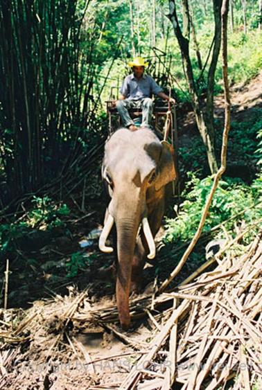 15 Thailand 2002 F1130018 Khao Lak Ausflug Elefantentrekking_478